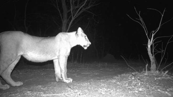 West African lion walking past camera trap at night