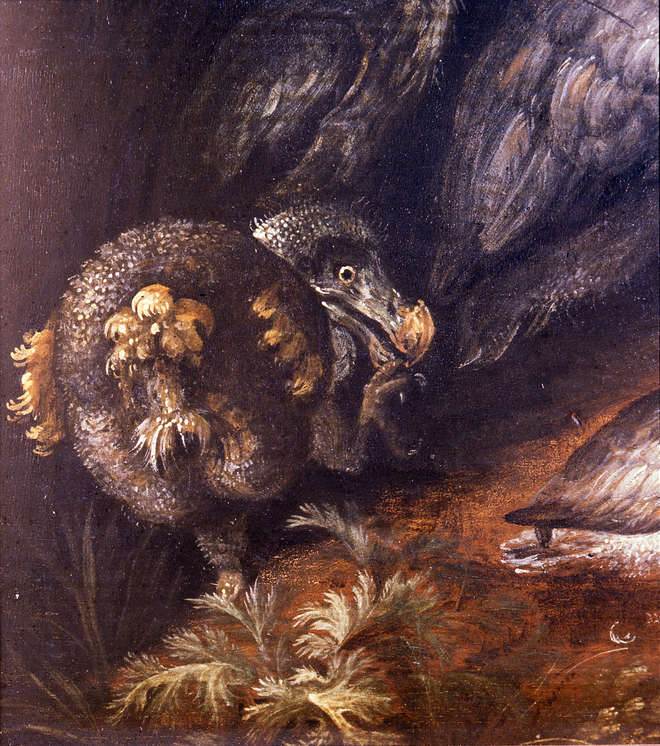 Rear view of a dodo, a large extinct flightless bird