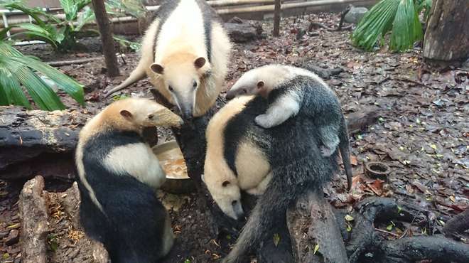 The tamandua family at ZSL London Zoo