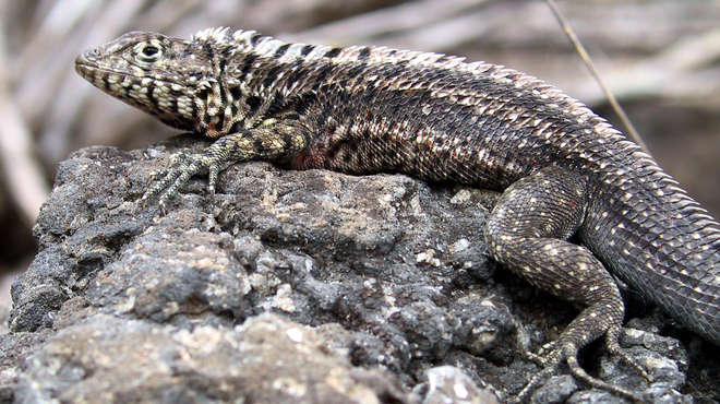 Close up photo of a lava lizard sitting on rocks