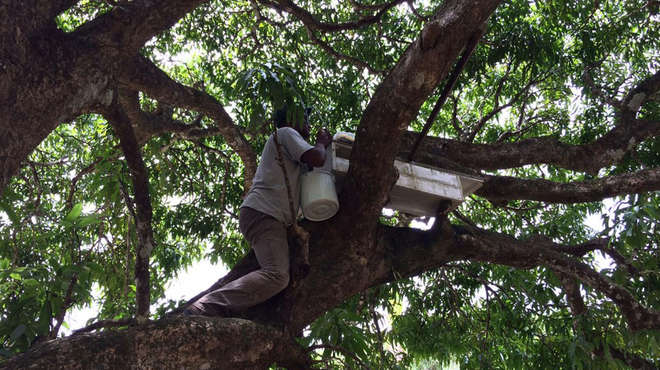 Wooden nest box in the branches of a large tree, being checked by conservationist