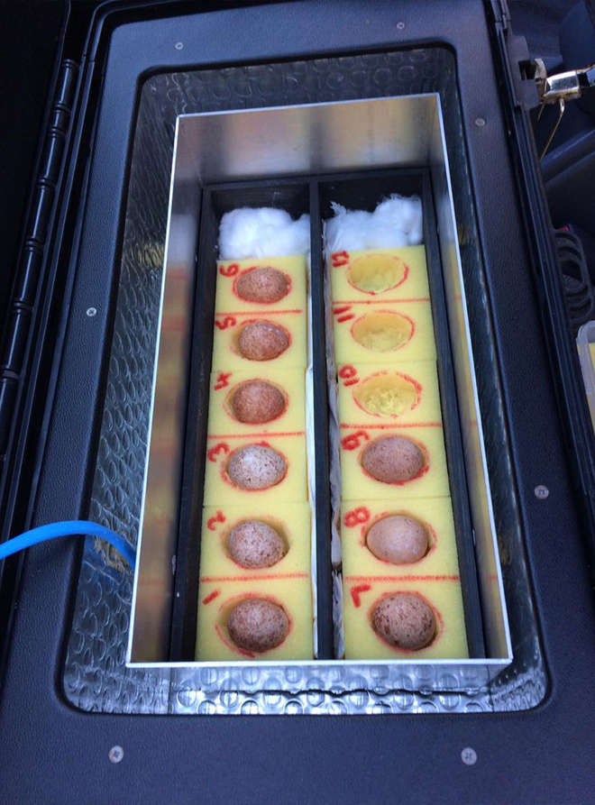 Several eggs carefully packed in to an incubator