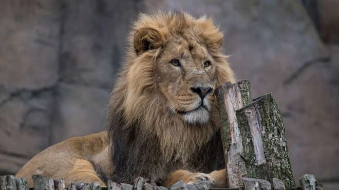 Bhanu the Asiatic lion