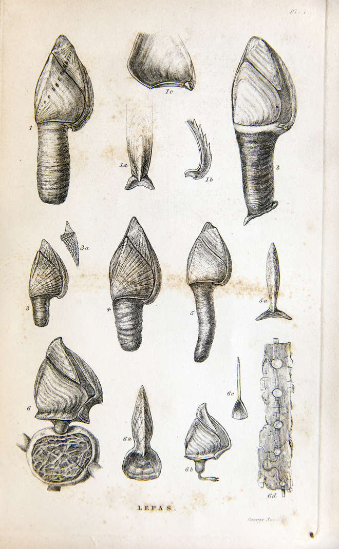 Black and white illustrations of goose barnacles 