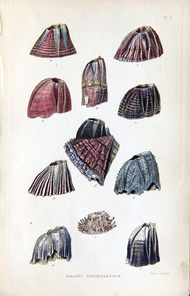 Colour illustration of various barnacles