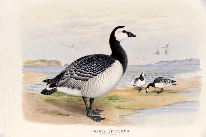 Painting of a barnacle goose