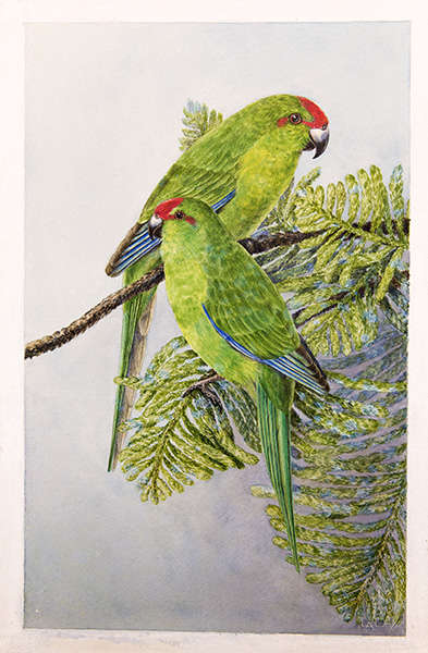 Painting of two green Norfolk Island Parakeets on a branch