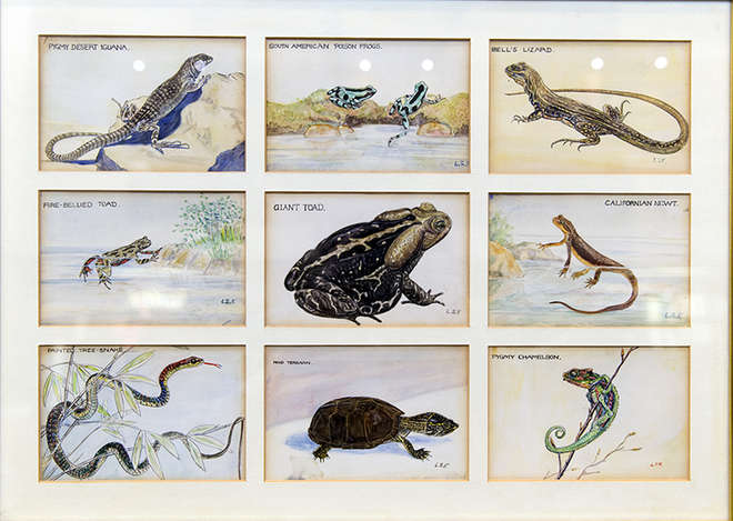 9 colour paintings framed together of  Pygmy Desert Iguana; South American Poison Frogs ; Bell's Lizard ; Fire-bellied Toad; Giant Toad ; Californian Newt ; Painted Tree-Snake ; Mud Terrapin ; Pygmy Chameleon.