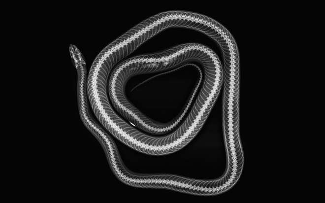 An x-ray of a corn snake