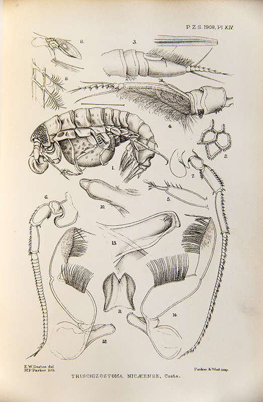 Black and white illustration of the anatomy of an amphipod crustacean (shrimp)