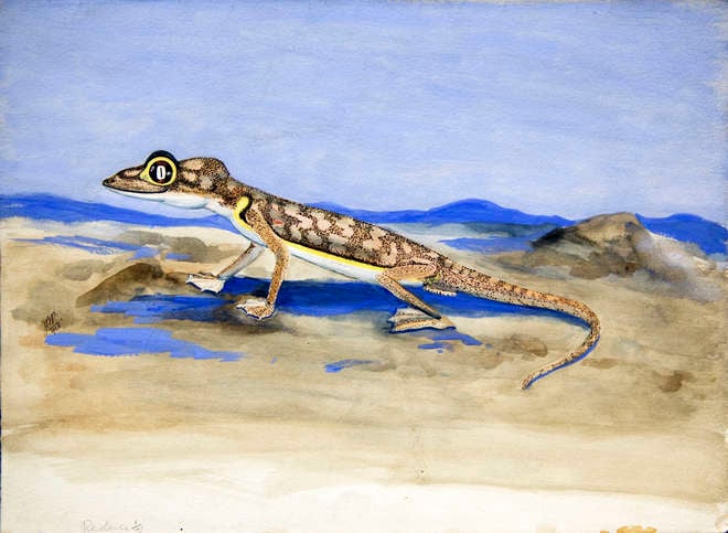 Colour painting of a gecko in a desert landscape