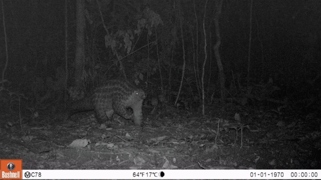 Several camera trap images of a pangolin walking up to inspect the camera  - combined into an animated gif