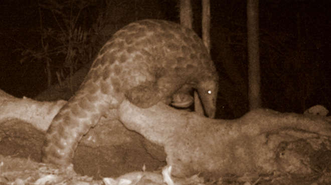 Camera trap image of a pangolin sat on a fallen log