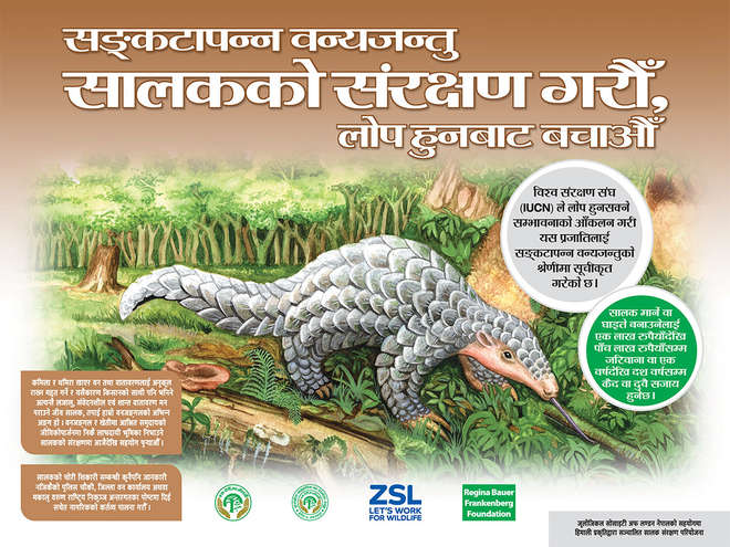 One of the flyers featuring an illustration of a pangolin