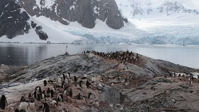 Penguin colony camera trap