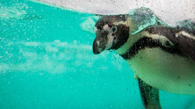 A Humboldt penguin enjoying a rainy day at ZSL London Zoo