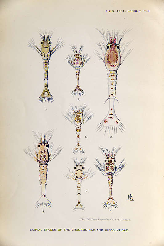 Colour illustrations of larval stages of some crustaceans