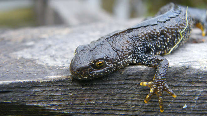 Close-up photograph of a great crested newt on a piece of wood