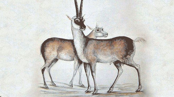 Drawings of Nepal’s mammals by Brian Houghton Hodgson (1800-1894)