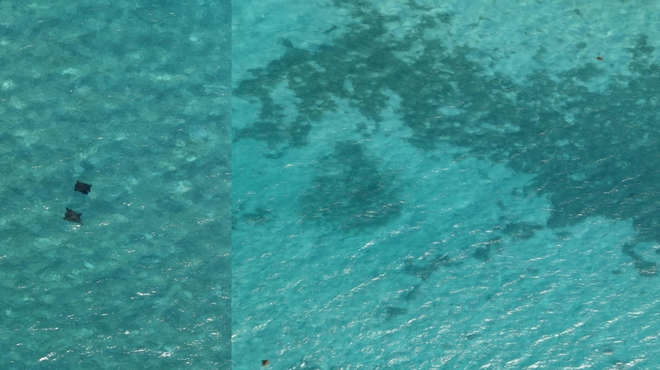 Aerial image taken from the drone featuring rays and turtles in the ocean