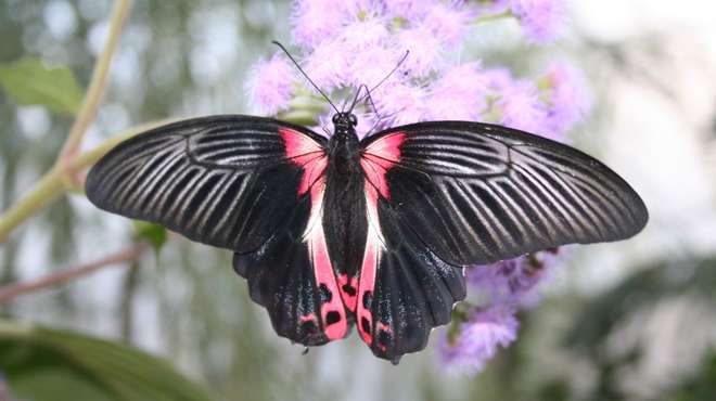 Butterfly at ZSL Whipsnade Zoo