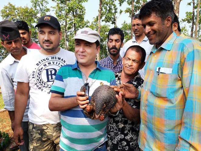 Community-Based Anti-Poaching Unit releasing a rescued Chinese pangolin in Nepal
