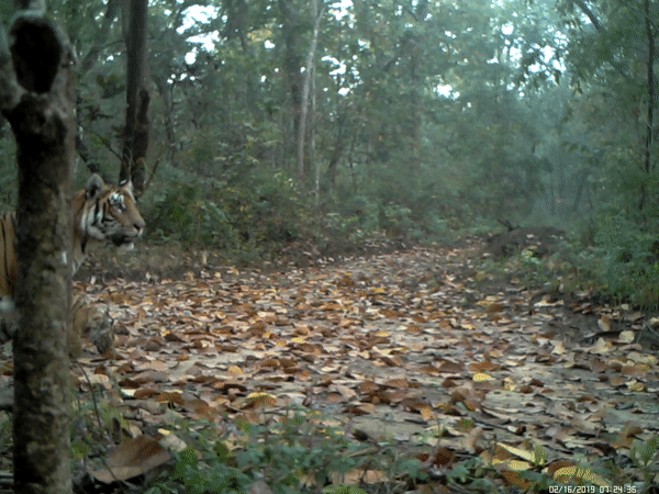 Camera trap footage of a tigress and her cub