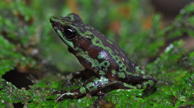 Close up photograph of a green and brown frog