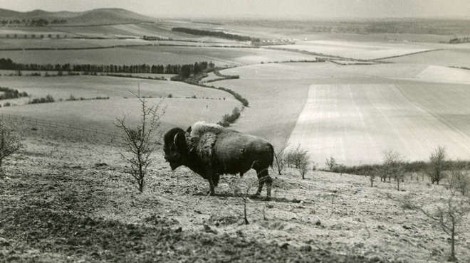 An old black and white photograph of a bison on a hill with the valley in background