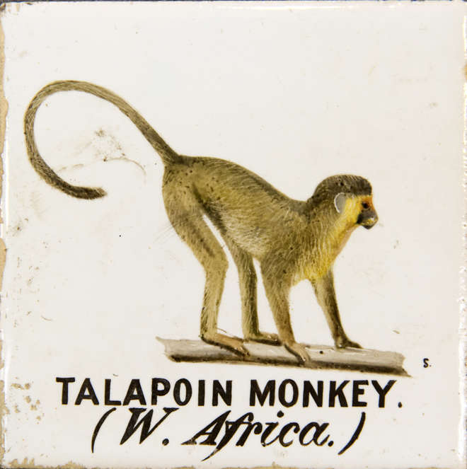 Painting of a talapoin monkey on a white tile - profile view of the animal