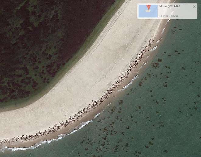 Google Earth imagery (with very high spatial resolution) depicting seals resting on a beach