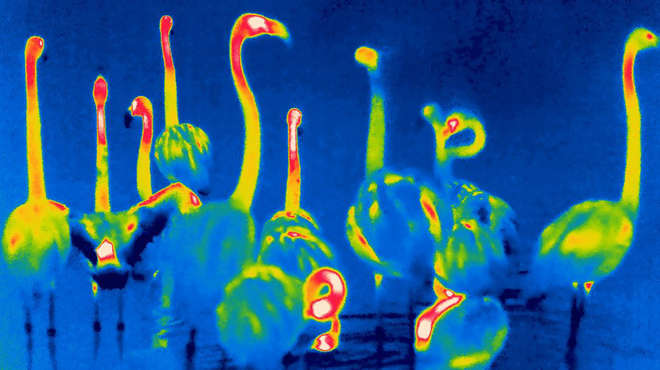 Famingos at night on infrared cameras
