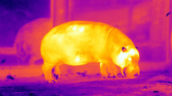 Hippo on infrared camera