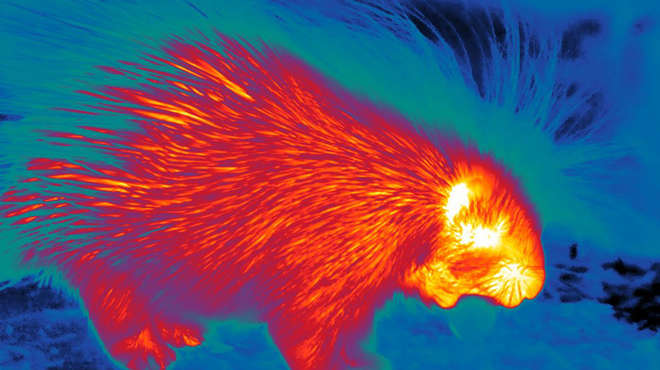 porcupine infrared camera