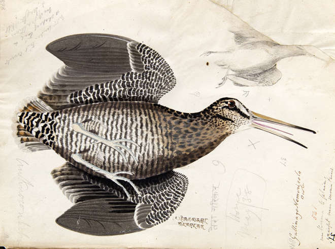 Solitary snipe drawing in colour
