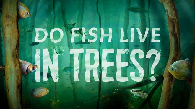 Do Fish Live in Trees