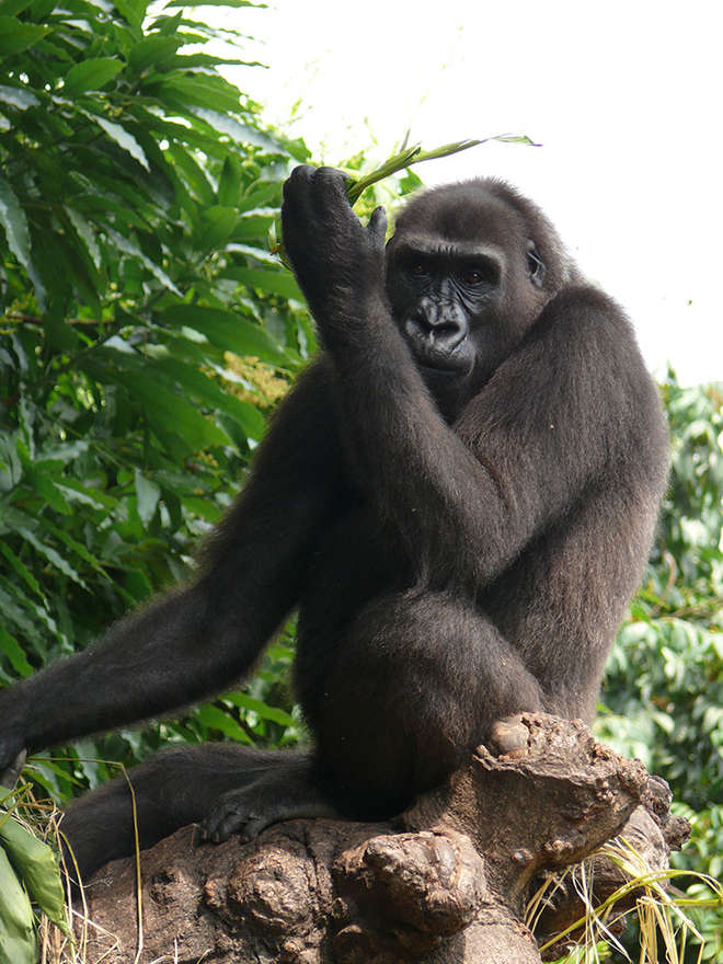 Close-up photograph of a gorilla in Cameroon, sat on a tree stump, holding a leaf and looking towards the camera