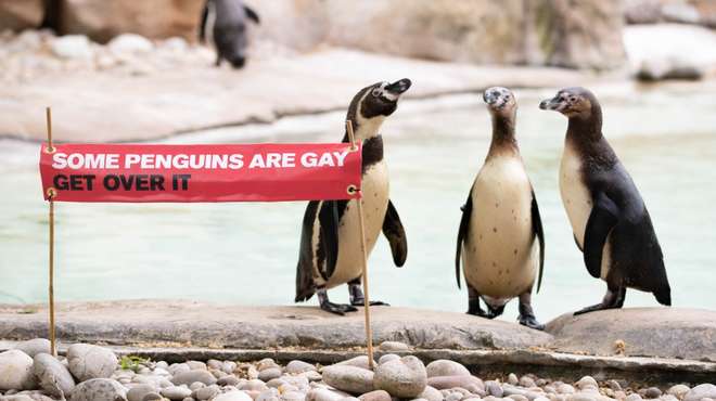 What's With All the Gay Penguins? – Museum Studies at Tufts University