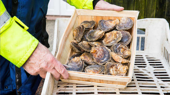 Close up photograph of native oysters in a small wooden box.