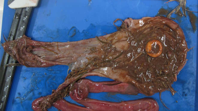 Close-up photograph of the contents of a red kite's intestines clearly showing a docking ring