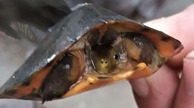 Four-eyed turtle