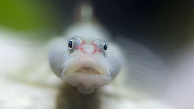 A red-cheeked goby at ZSL Whipsnade Zoo