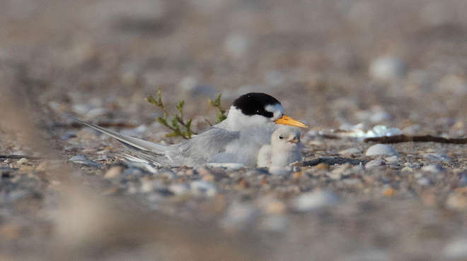Photo of a New Zealand fairy tern nesting with it's chick