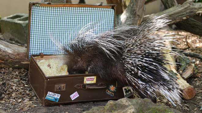 Porcupines moving home at ZSL London Zoo