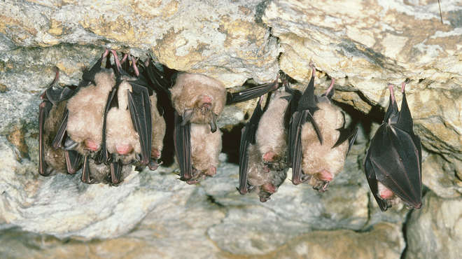 A group of 11 light brown bats with black wings, hanging from the roof of a cave