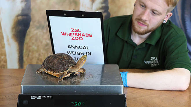 A McCords Box turtle is weighed at ZSL Whipsnade Zoo's annual weigh in