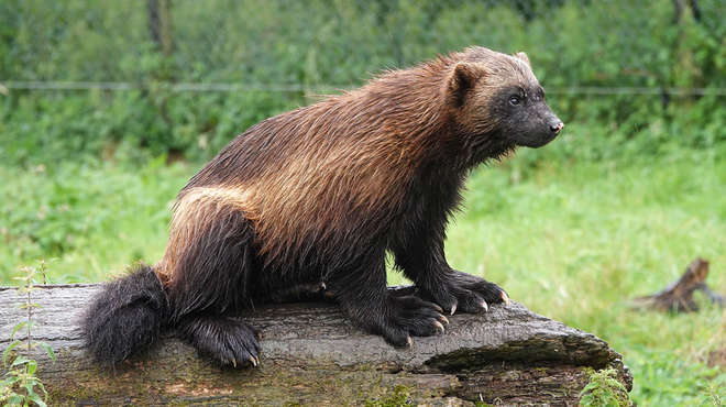 Puff the wolverine enjoys the rain at ZSL Whipsnade Zoo