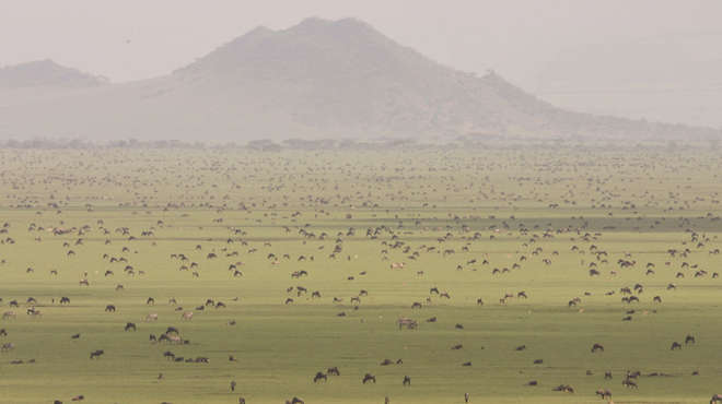 Wide landscape photo of a vast grass plain with thousands of grazing animals, mountain in the background 