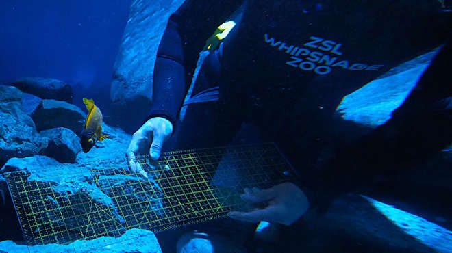 The fish in our brand new Aquarium are measured during the annual weigh-in at ZSL Whipsnade Zoo