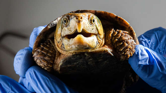 A close-up of a big-headed turtle at ZSL London Zoo